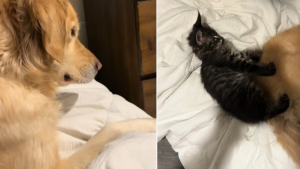 Illustration : Totalement en confiance dès la première nuit, ce chaton Maine Coon s'endort en massant le Golden Retriever de la maison