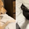 Illustration : Totalement en confiance d&egrave;s la premi&egrave;re nuit, ce chaton Maine Coon s'endort en massant le Golden Retriever de la maison