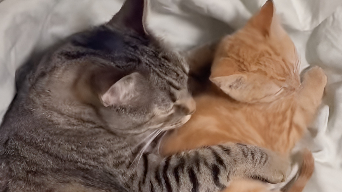 Illustration : "Bouleversée par l'amitié entre son chat et un chaton roux d'accueil cette femme décide de l'adopter définitivement"