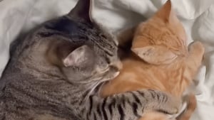 Illustration : Bouleversée par l'amitié entre son chat et un chaton roux d'accueil cette femme décide de l'adopter définitivement