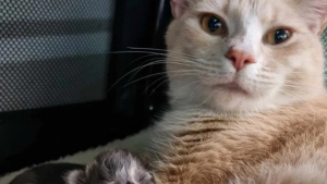 Illustration : Après une vie rythmée par la peur et l’insécurité, une chatte trouve enfin l’endroit idéal pour s’apaiser et donner naissance à ses chatons 