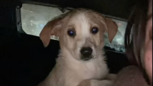 Illustration : Témoin du massacre de toute sa famille, ce chiot compte sur vous pour prendre un nouveau départ dans une famille aimante