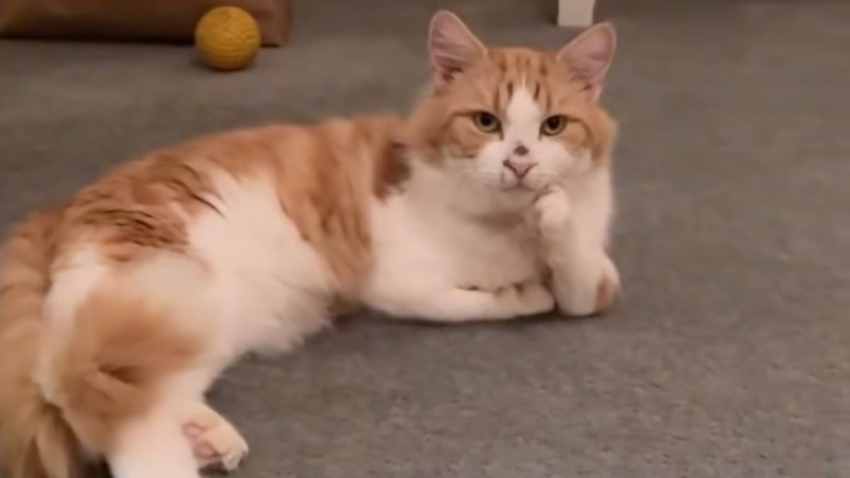 Illustration : "« La meilleure décision spontanée », cette auxiliaire vétérinaire rencontre un chat aux pattes déformées au refuge et l'adopte immédiatement (vidéo)"