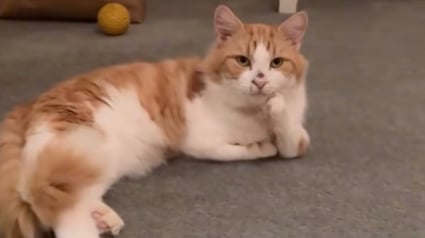 Illustration : &laquo; La meilleure d&eacute;cision spontan&eacute;e &raquo;, cette auxiliaire v&eacute;t&eacute;rinaire rencontre un chat aux pattes d&eacute;form&eacute;es au refuge et l'adopte imm&eacute;diatement (vid&eacute;o)