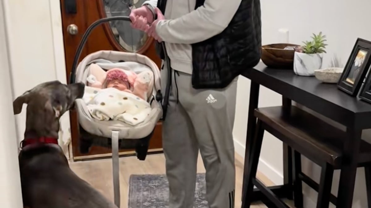 Illustration : "« Il était fou amoureux d'elle », ce chien habituellement très énergique se montre d'une douceur surprenante à l'arrivée du bébé (vidéo)"