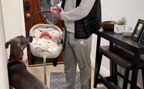 « Il était fou amoureux d'elle », ce chien habituellement très énergique se montre d'une douceur surprenante à l'arrivée du bébé (vidéo)