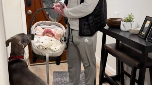 Illustration : « Il était fou amoureux d'elle », ce chien habituellement très énergique se montre d'une douceur surprenante à l'arrivée du bébé (vidéo)