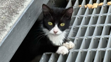 Illustration : Des passants voient un chat rentrer dans une bouche d&rsquo;&eacute;gout et d&eacute;couvrent la cachette qui abrite plusieurs chatons blottis parmi les ordures