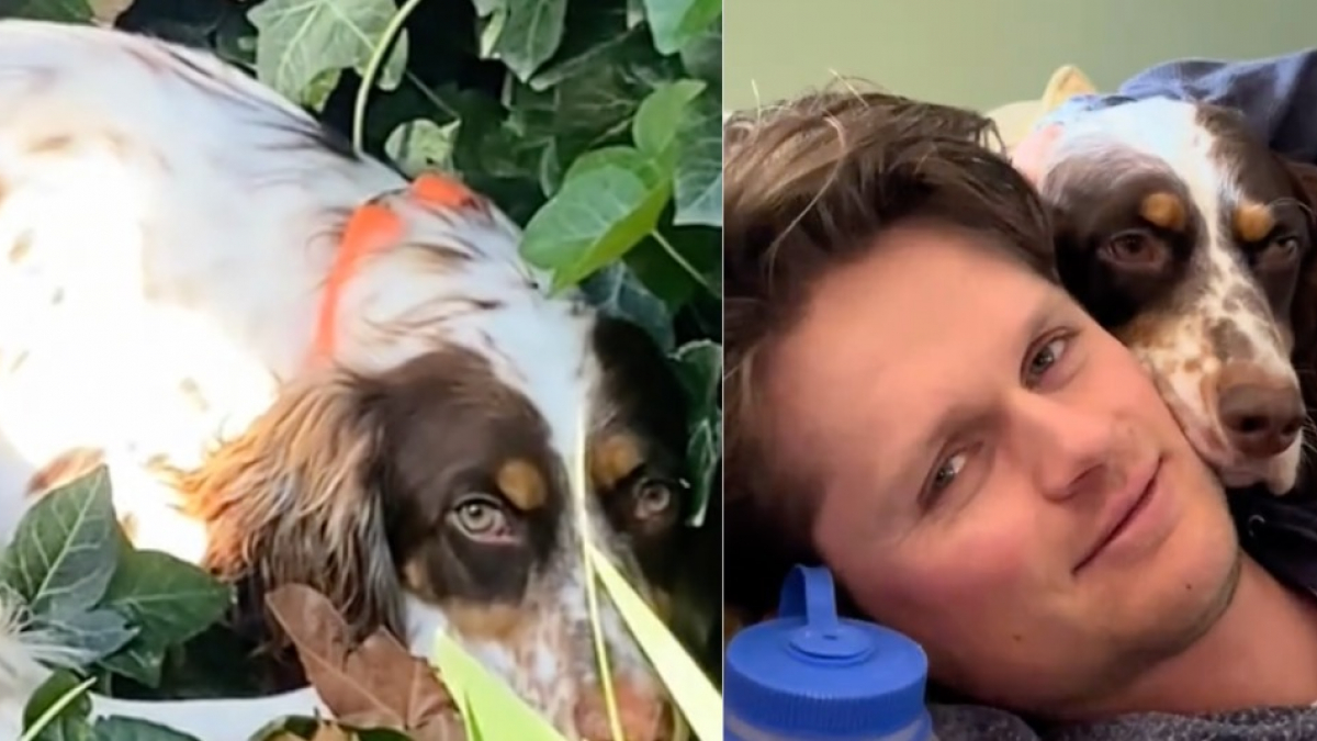 Illustration : "Cette chienne de sauvetage qui n’osait même pas franchir le seuil de sa nouvelle maison est maintenant la première à profiter du canapé (vidéo)"