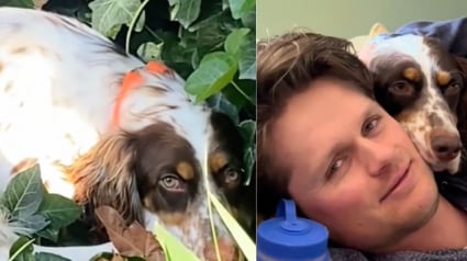 Illustration : Cette chienne de sauvetage qui n&rsquo;osait m&ecirc;me pas franchir le seuil de sa nouvelle maison est maintenant la premi&egrave;re &agrave; profiter du canap&eacute; (vid&eacute;o)