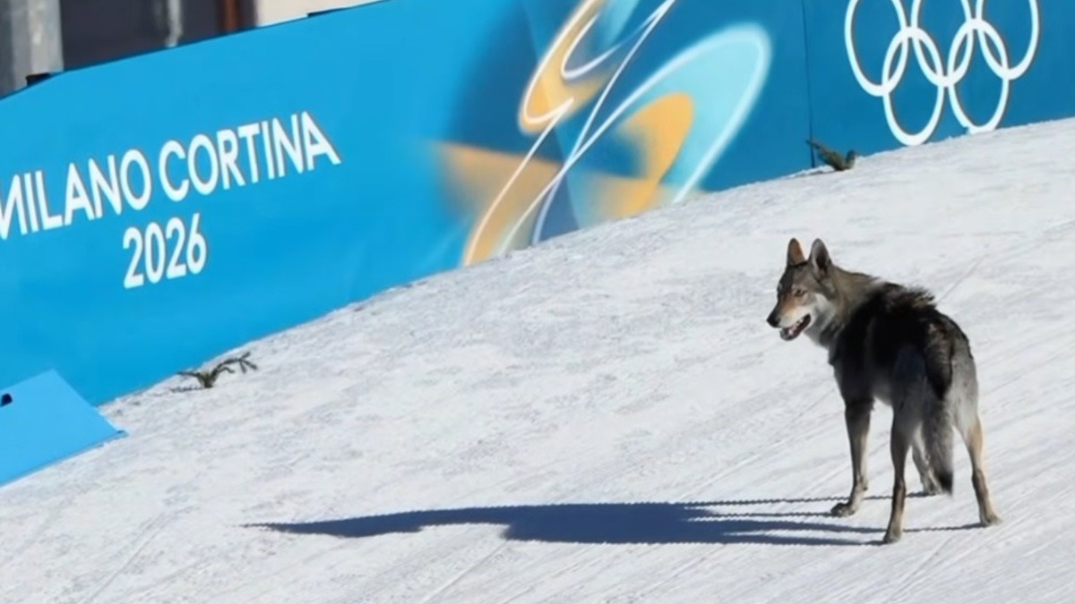 Illustration : "De la fugue à la célébrité, on en sait un peu plus sur le chien-loup ayant eu droit à sa photo finish aux JO d'hiver"