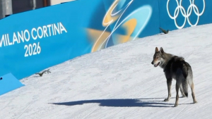 Illustration : De la fugue à la célébrité, on en sait un peu plus sur le chien-loup ayant eu droit à sa photo finish aux JO d'hiver