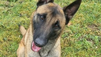 Illustration : Abandonn&eacute;e dans une maison vide par son propri&eacute;taire expuls&eacute;, une chienne terroris&eacute;e est secourue par une enqu&ecirc;trice