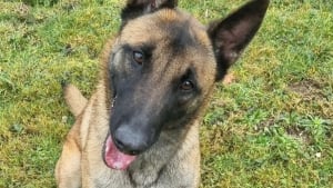 Illustration : Abandonn&eacute;e dans une maison vide par son propri&eacute;taire expuls&eacute;, une chienne terroris&eacute;e est secourue par une enqu&ecirc;trice