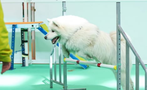 Les 14 et 15 mars, Paris Animal Show vous invite à plonger dans l’univers fascinant des animaux de compagnie et de l’adoption responsable