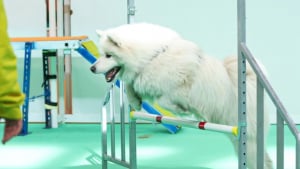 Illustration : Les 14 et 15 mars, Paris Animal Show vous invite &agrave; plonger dans l&rsquo;univers fascinant des animaux de compagnie et de l&rsquo;adoption responsable