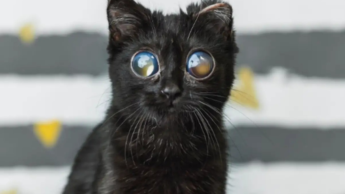 Illustration : "Une famille d'accueil adopte définitivement ce chaton noir dont les yeux géants résultent d'une grave maladie"