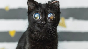 Illustration : Une famille d'accueil adopte définitivement ce chaton noir dont les yeux géants résultent d'une grave maladie