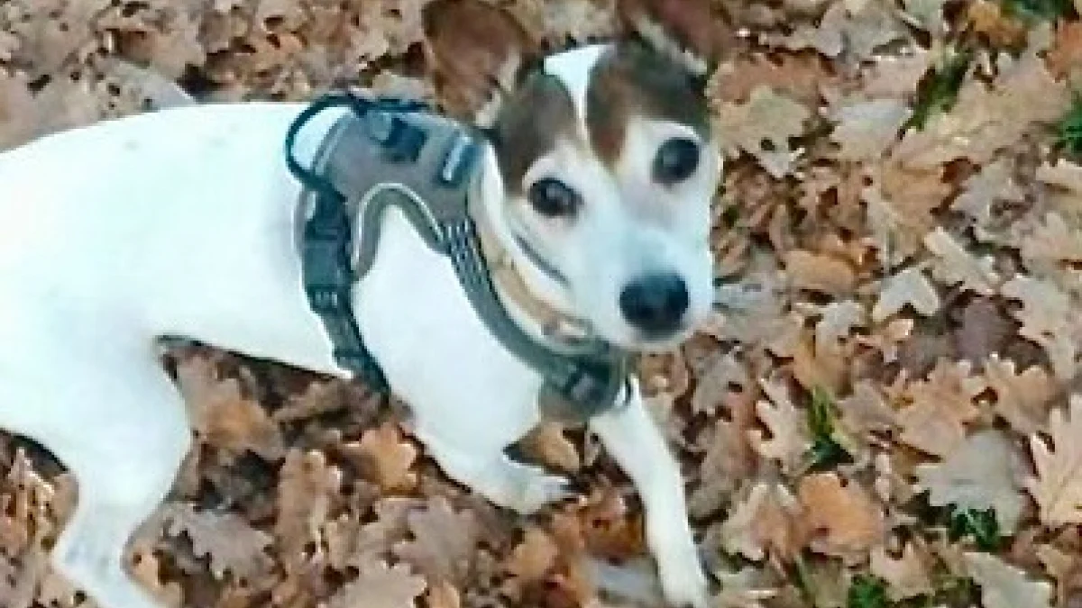 Illustration : "« Un animal n’est pas un objet », Sultane, une chienne victime de sévices pendant 6 ans, reconnue victime par la justice française"