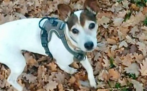 « Un animal n’est pas un objet », Sultane, une chienne victime de sévices pendant 6 ans, reconnue victime par la justice française