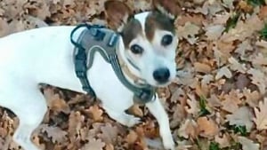 Illustration : "« Un animal n’est pas un objet », Sultane, une chienne victime de sévices pendant 6 ans, reconnue victime par la justice française"