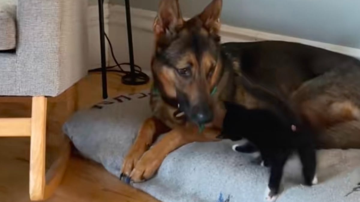 Illustration : "« Il est temps d'adopter un chaton pour votre chien », en un instant, un petit félin conquiert le cœur d’un Berger Allemand anxieux (vidéo)"