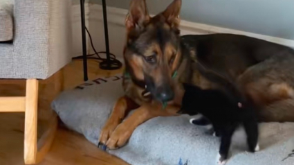 Illustration : &laquo; Il est temps d'adopter un chaton pour votre chien &raquo;, en un instant, un petit f&eacute;lin conquiert le c&oelig;ur d&rsquo;un Berger Allemand anxieux (vid&eacute;o)