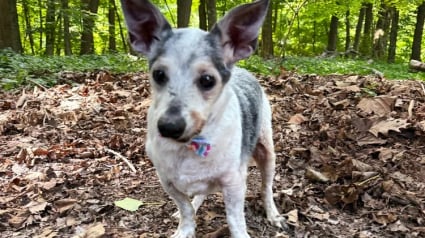 Illustration : &Acirc;g&eacute; de 25 ans, ce Rat Terrier rescap&eacute; utilise sa long&eacute;vit&eacute; exceptionnelle pour aider les chiens &acirc;g&eacute;s en refuge 