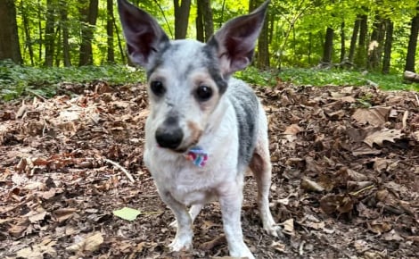 Âgé de 25 ans, ce Rat Terrier rescapé utilise sa longévité exceptionnelle pour aider les chiens âgés en refuge 