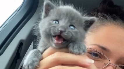 Illustration : Sauv&eacute;e de justesse lorsqu'elle &eacute;tait b&eacute;b&eacute;, cette chatte &agrave; 3 pattes impressionne sa pet-sitter par sa grande vitesse