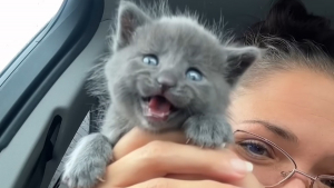 Illustration : Sauvée de justesse lorsqu'elle était bébé, cette chatte à 3 pattes impressionne sa pet-sitter par sa grande vitesse