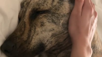 Illustration : Autrefois affam&eacute; dans la rue, ce chien rescap&eacute; s'endort d&eacute;sormais paisiblement sous les caresses de son adoptante (vid&eacute;o)