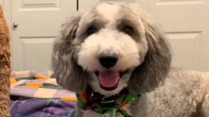 Illustration : Enlevé par une inconnue devant la garderie des enfants de ses maîtres, ce chien est rendu à sa famille contre une récompense