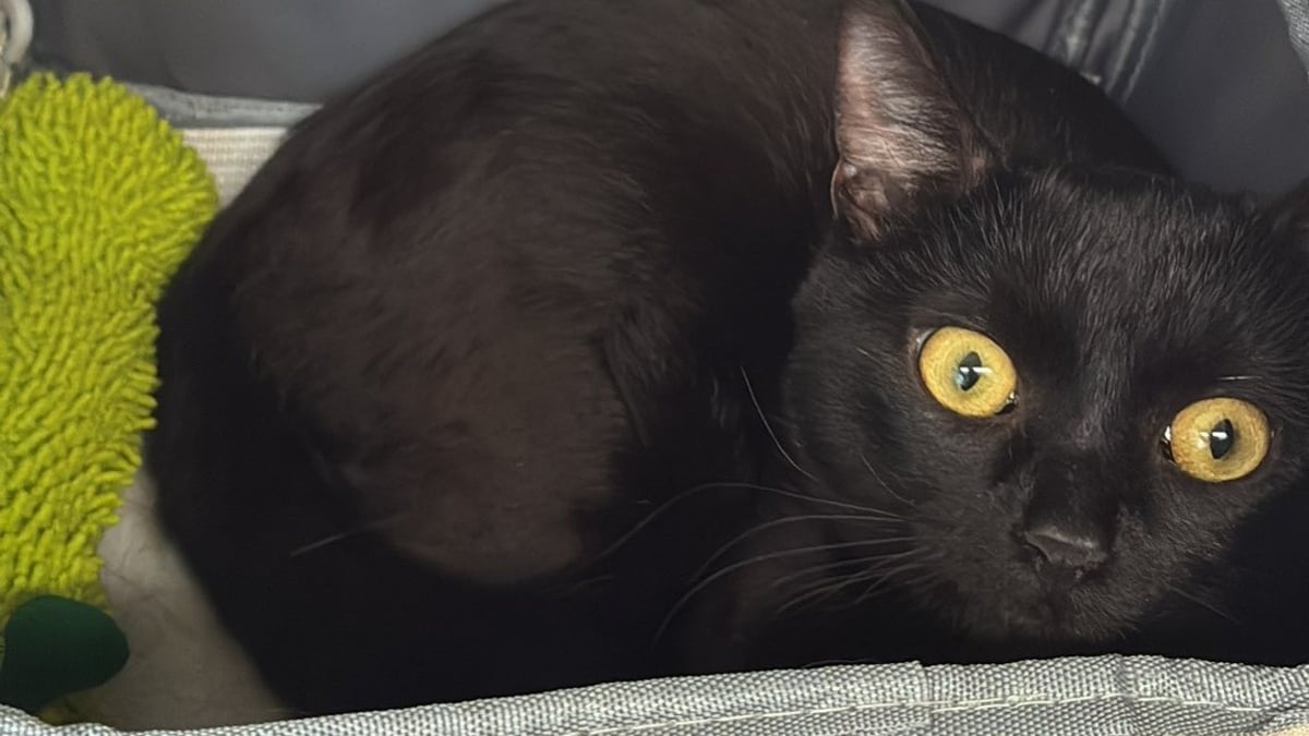 Illustration : "« Contente de retrouver mon chat », une Marseillaise récupère son animal perdu 9 mois plus tôt sur les rails de la gare de Rouen"