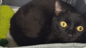 Illustration : « Contente de retrouver mon chat », une Marseillaise récupère son animal perdu 9 mois plus tôt sur les rails de la gare de Rouen