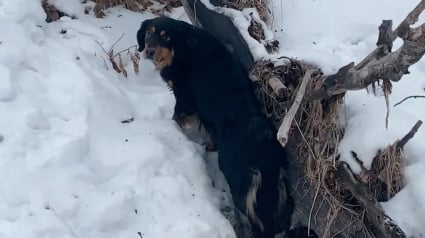 Illustration : Durant une promenade dans la neige, ce Bouvier Bernois s&rsquo;&eacute;chappe pour porter secours &agrave; un autre chien p&eacute;trifi&eacute; de froid (vid&eacute;o)
