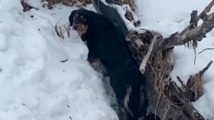 Illustration : Durant une promenade dans la neige, ce Bouvier Bernois s&rsquo;&eacute;chappe pour porter secours &agrave; un autre chien p&eacute;trifi&eacute; de froid (vid&eacute;o)