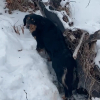 Illustration : Durant une promenade dans la neige, ce Bouvier Bernois s&rsquo;&eacute;chappe pour porter secours &agrave; un autre chien p&eacute;trifi&eacute; de froid (vid&eacute;o)