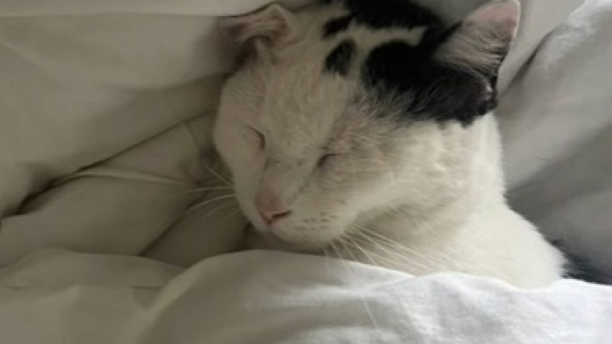 Illustration : "À l'insu de son propriétaire ce chat passe presque tout son temps dans l'appartement de sa voisine qui est presque devenue sa deuxième maîtresse"