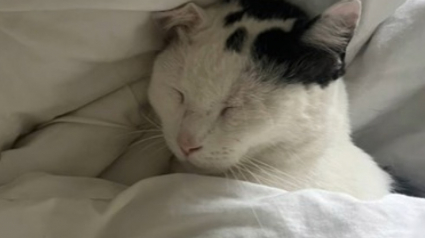 Illustration : &Agrave; l'insu de son propri&eacute;taire ce chat passe presque tout son temps dans l'appartement de sa voisine qui est presque devenue sa deuxi&egrave;me ma&icirc;tresse