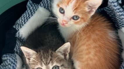 Illustration : Atteints de troubles moteurs, ces 2 chatons b&eacute;n&eacute;ficient d&rsquo;une prise en charge pr&eacute;coce et remontent la pente bien plus vite que pr&eacute;vu