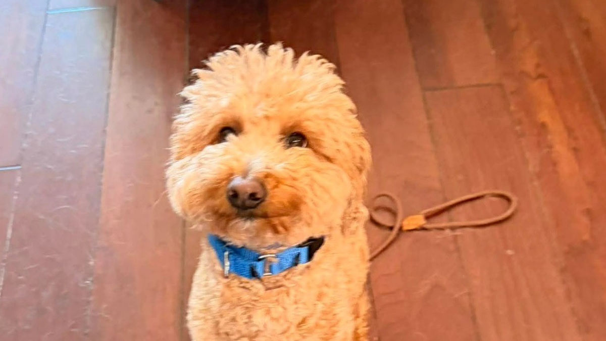 Illustration : "Abandonné à l'aéroport par sa maîtresse, ce chien est officiellement adopté par le policier venu le secourir"