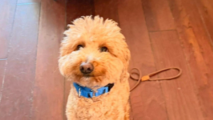 Illustration : Abandonné à l'aéroport par sa maîtresse, ce chien est officiellement adopté par le policier venu le secourir