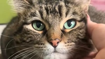 Illustration : D&rsquo;abord craintive et agressive, cette chatte de refuge accorde enfin sa confiance &agrave; la b&eacute;n&eacute;vole qui prend soin d&rsquo;elle (vid&eacute;o)