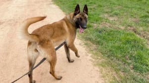 Illustration : &laquo; Une victoire &eacute;clatante pour les d&eacute;fenseurs de la cause animale &raquo;, la chienne Tokyo condamn&eacute;e apr&egrave;s une morsure est sauv&eacute;e