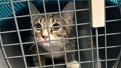 Illustration : Abandonn&eacute;e dans un train, une jeune chatte conquiert le coeur d'une contr&ocirc;leuse qui d&eacute;cide de l'adopter