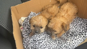 Illustration : Livr&eacute;es &agrave; elles-m&ecirc;mes dans une bo&icirc;te en carton, ces 2 jeunes chiennes roumaines sont finalement adopt&eacute;es ensemble