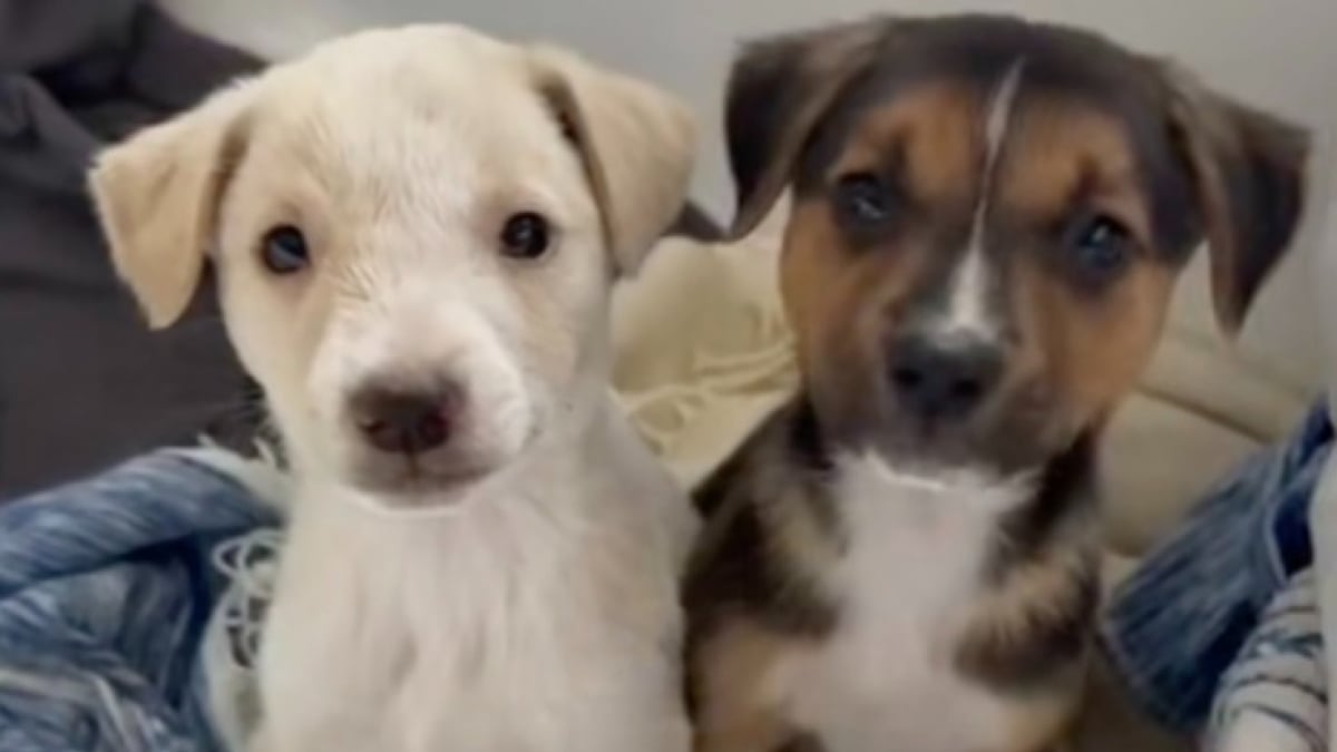 Illustration : "Découverts blottis l'un contre l'autre dans le désert, ces 2 petits chiens errants sont mis en sécurité (vidéo)"