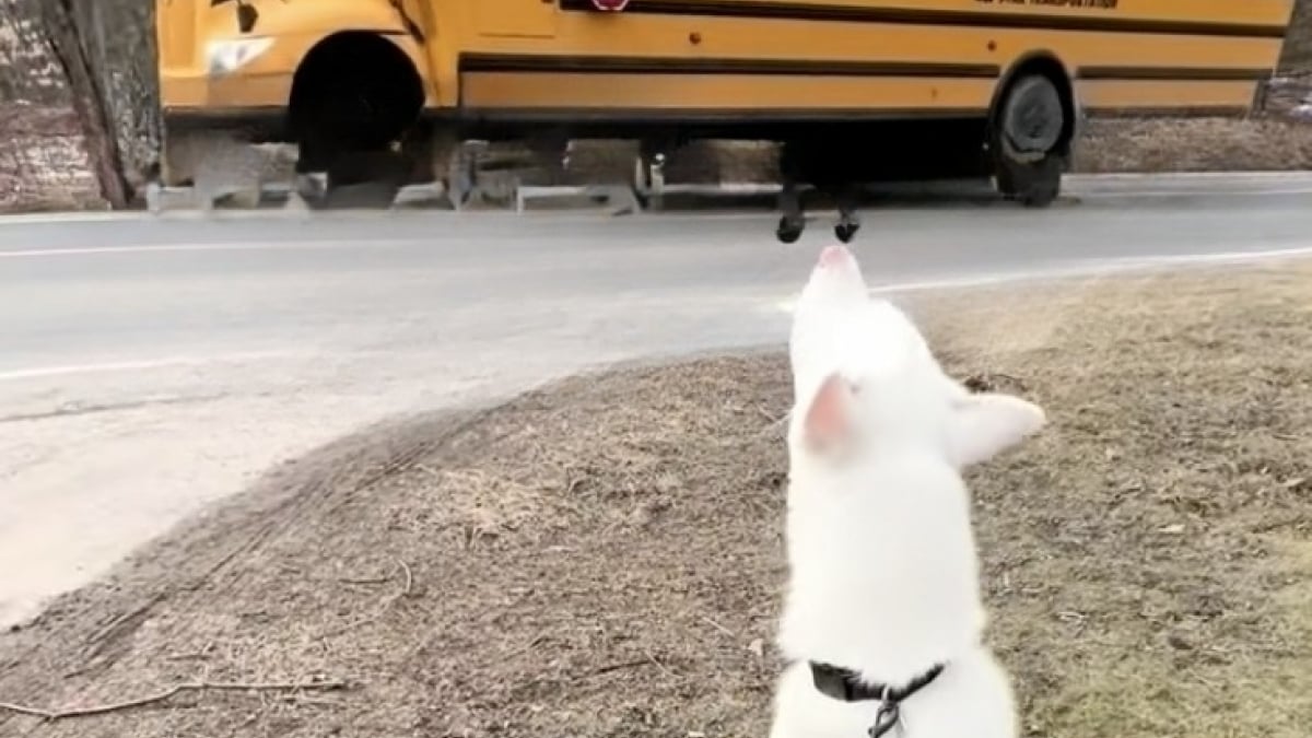Illustration : "« Sa personne préférée est rentrée », un Husky pleure de joie à l’arrivée du bus scolaire qui ramène sa petite maîtresse (vidéo)"