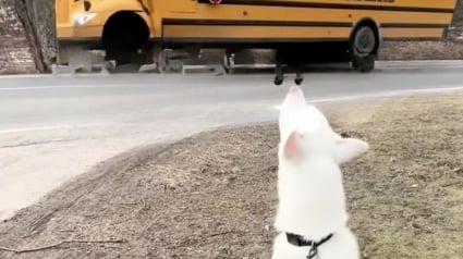 Illustration : &laquo; Sa personne pr&eacute;f&eacute;r&eacute;e est rentr&eacute;e &raquo;, un Husky pleure de joie &agrave; l&rsquo;arriv&eacute;e du bus scolaire qui ram&egrave;ne sa petite ma&icirc;tresse (vid&eacute;o)